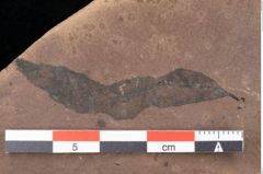 Foto (Detailsansicht) von Quercus palaeoilex Ettingshausen (NHMW-GEO-2024-0188-0832)